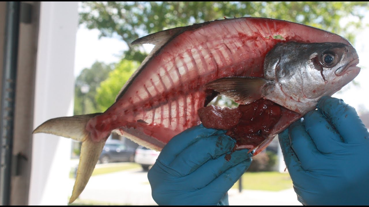 The BEST way to fillet a pompano