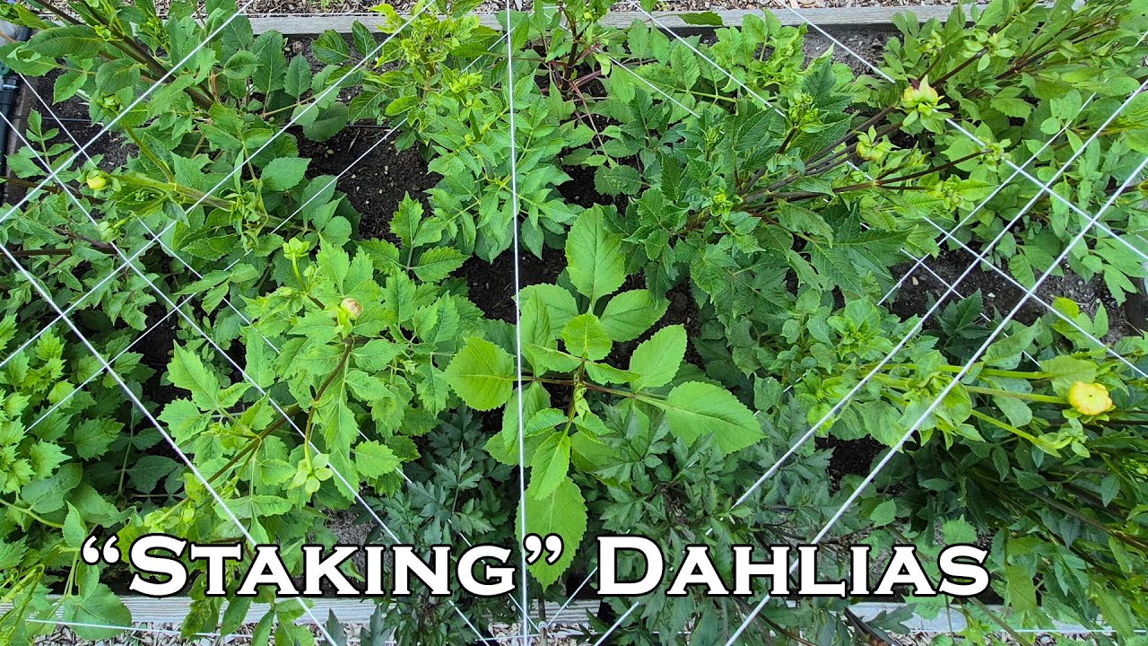 30 Dahlia Tubers in one 8x4 bed and a New Staking Method