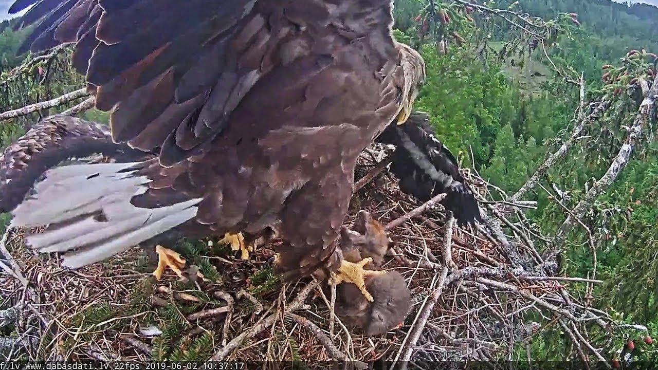 LDF Jūras ērglis~ Milda brings a still alive baby animal~10:37 AM 2019/06/02