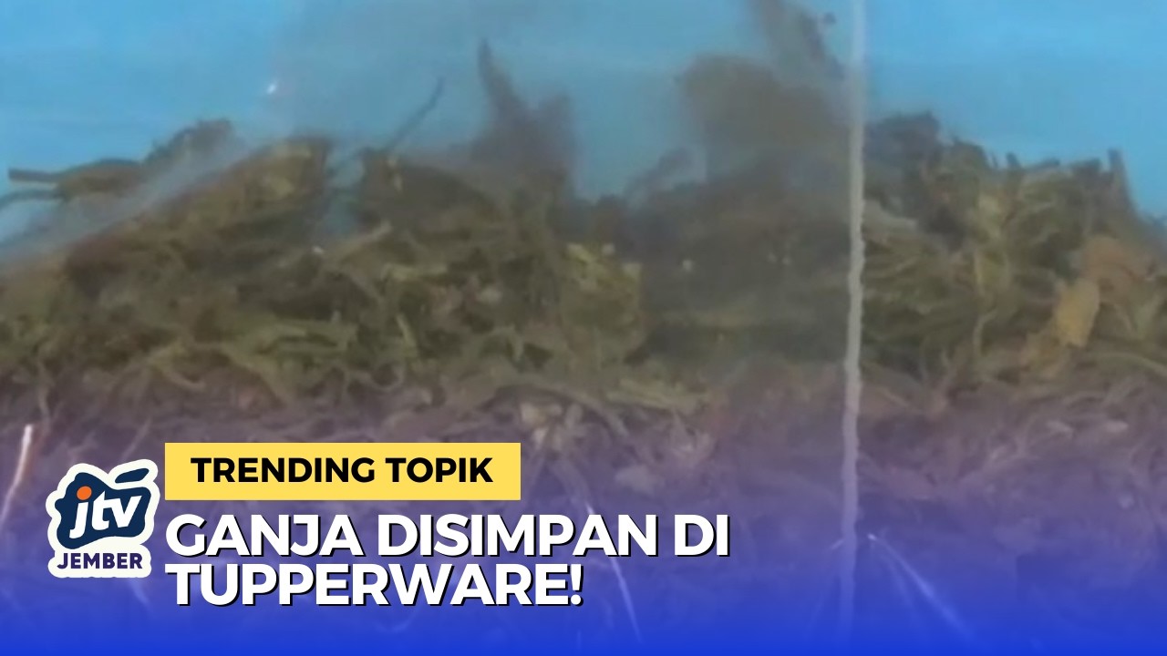 Simpan Ganja di Tupperware, Pengedar di Surabaya Ditangkap Polisi