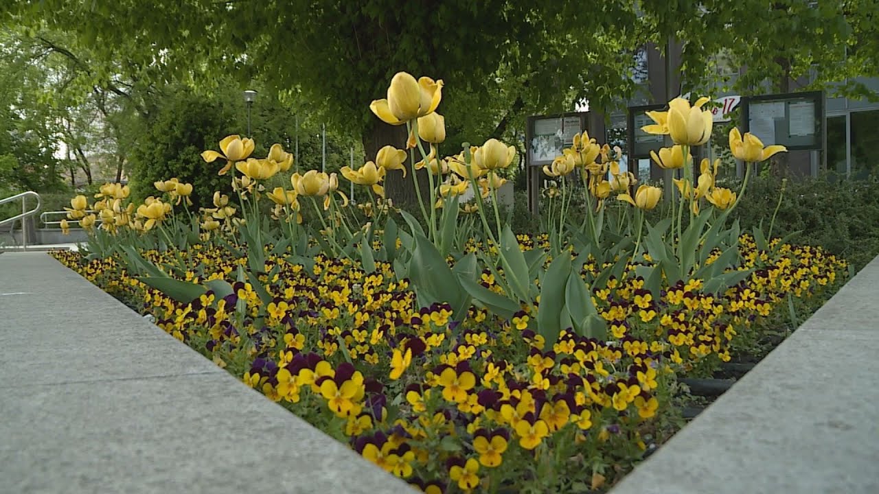 Kr&oacute;nika: Folyamatosan sz&eacute;p&uuml;lnek R&aacute;kosmente k&ouml;zterei, k&ouml;zparkjai (2020.05.06.)