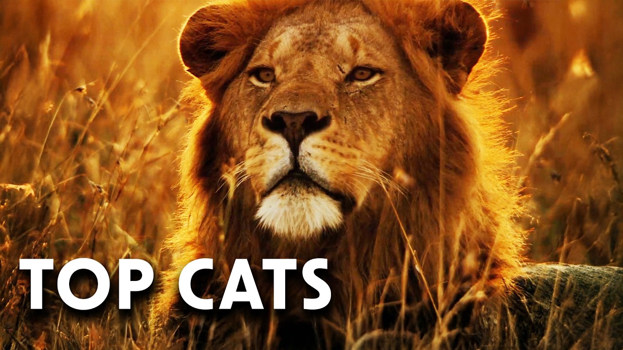 Cats That Are Born to Kill | Top Cats | Documentary