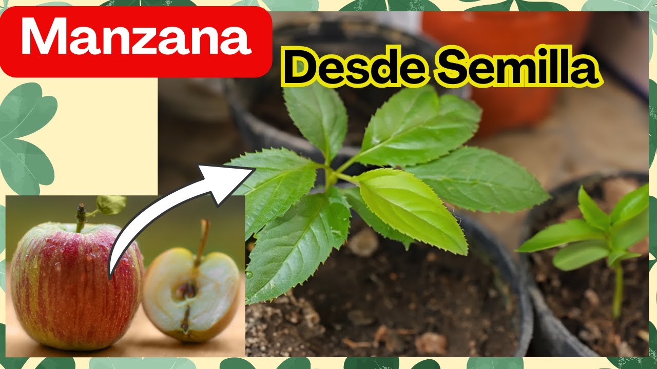 MANZANA 🍎 Desde Semilla: El TRUCO para que Sí Brote (Resultados reales)