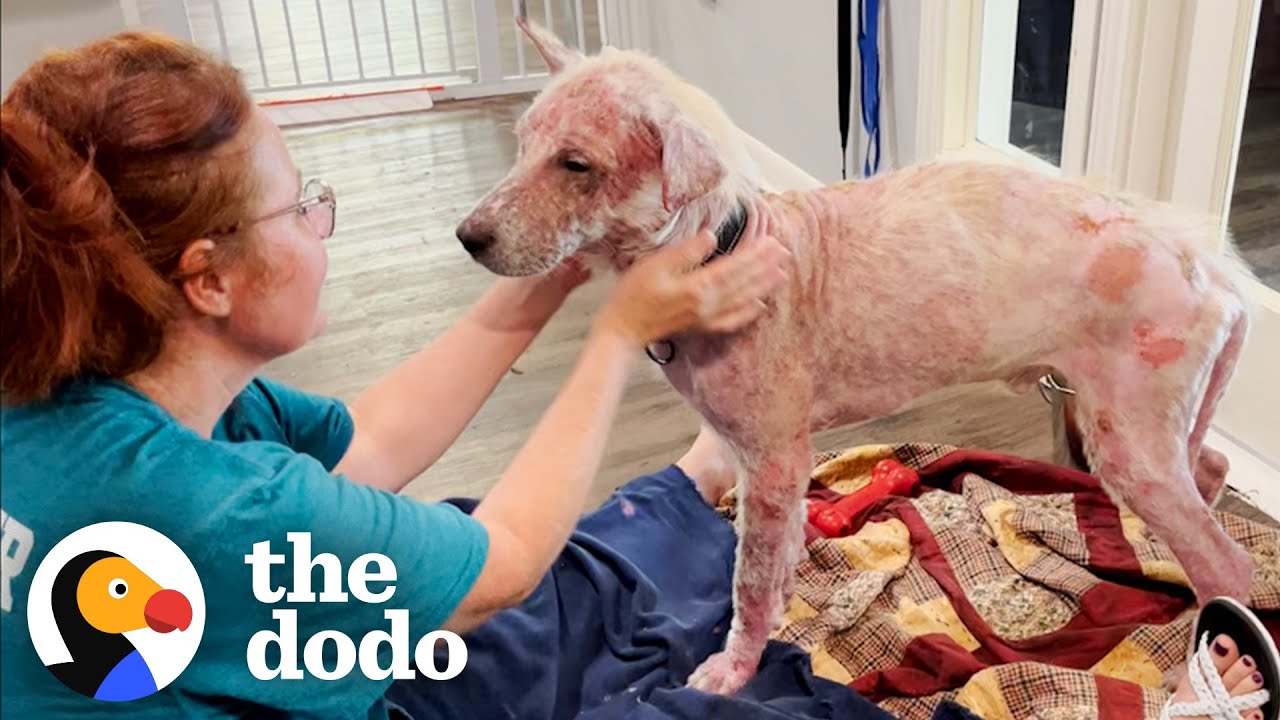 Грустная лысая собака превращается в пушистого плюшевого мишку | The Dodo