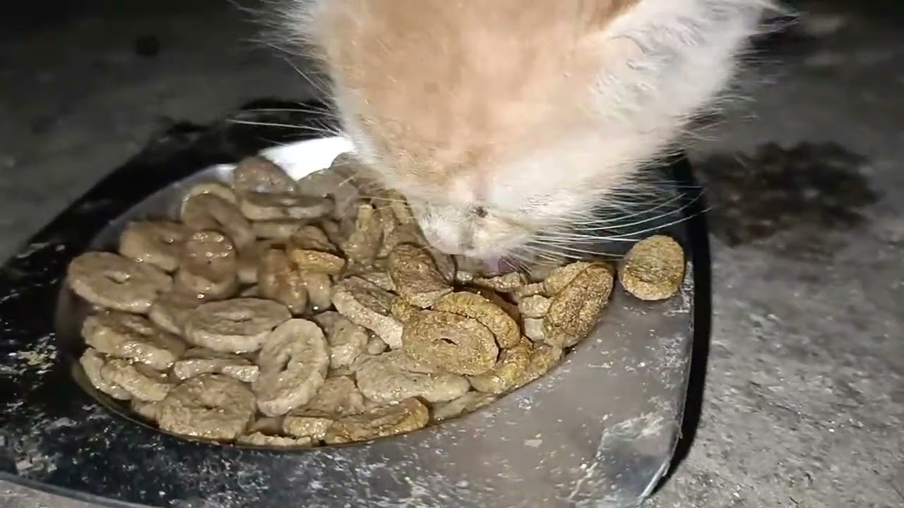 Tangkap tiga Anak Kucing Lucu, Kucing Warna warni, ayam rainbow, anak kucing putih kembar lucu