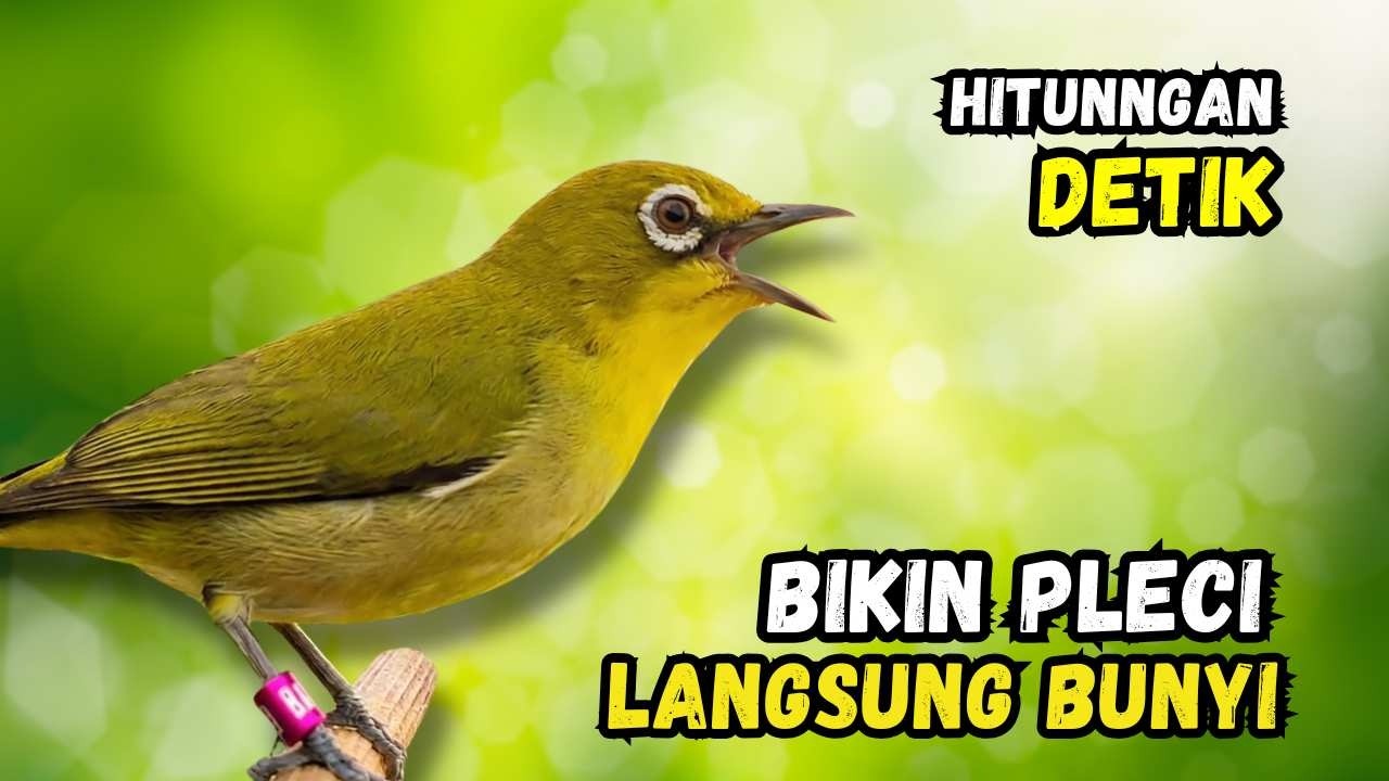 Pleci Betina Birahi Memanggil Jantan, Pleci Jantan Langsung Gacor