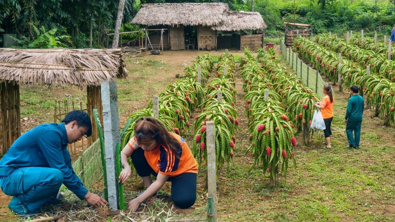 Officials support single mom with dragon fruit seedlings and step by step planting help