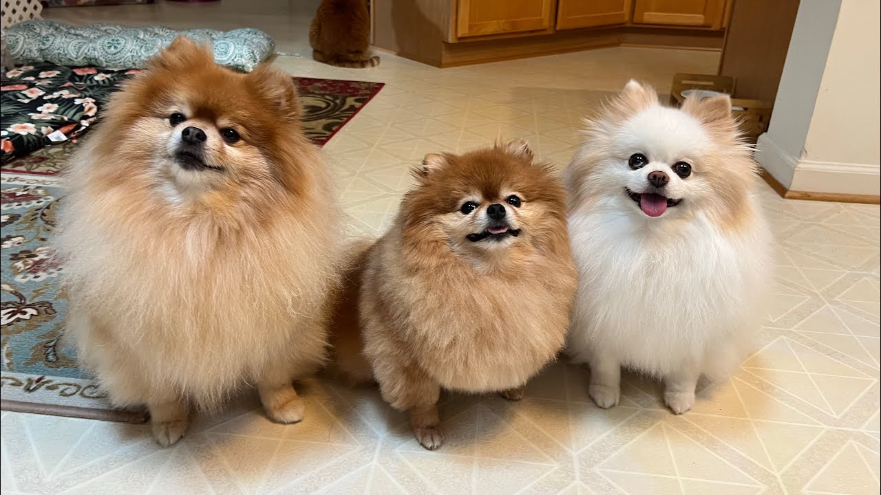 The Joys of Living with Pomeranians | Adorable Moments Compilation