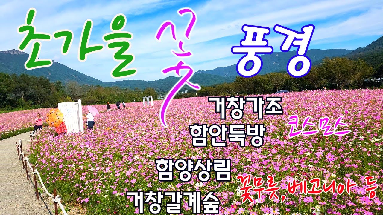 2025 초가을 꽃풍경 / 거창가조, 거창갈계숲, 함양상림, 함안둑방 / 코스모스, 꽃무릇, 베고니아 등 / Autumn flowers