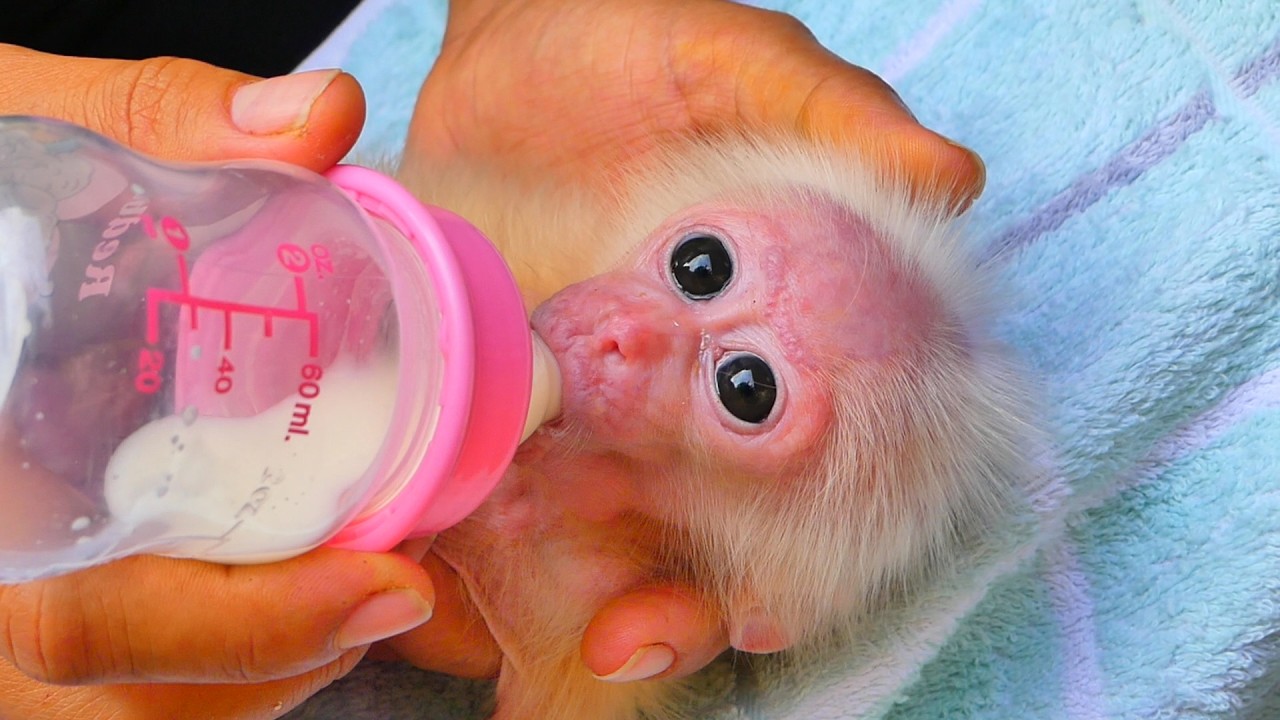 The baby monkey is sucking milk and is very cute.