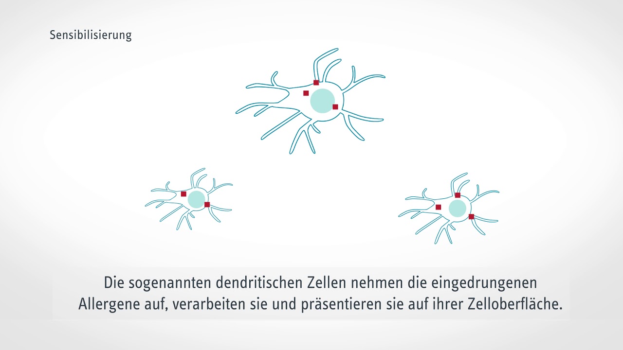 Wie entsteht eine Allergie?