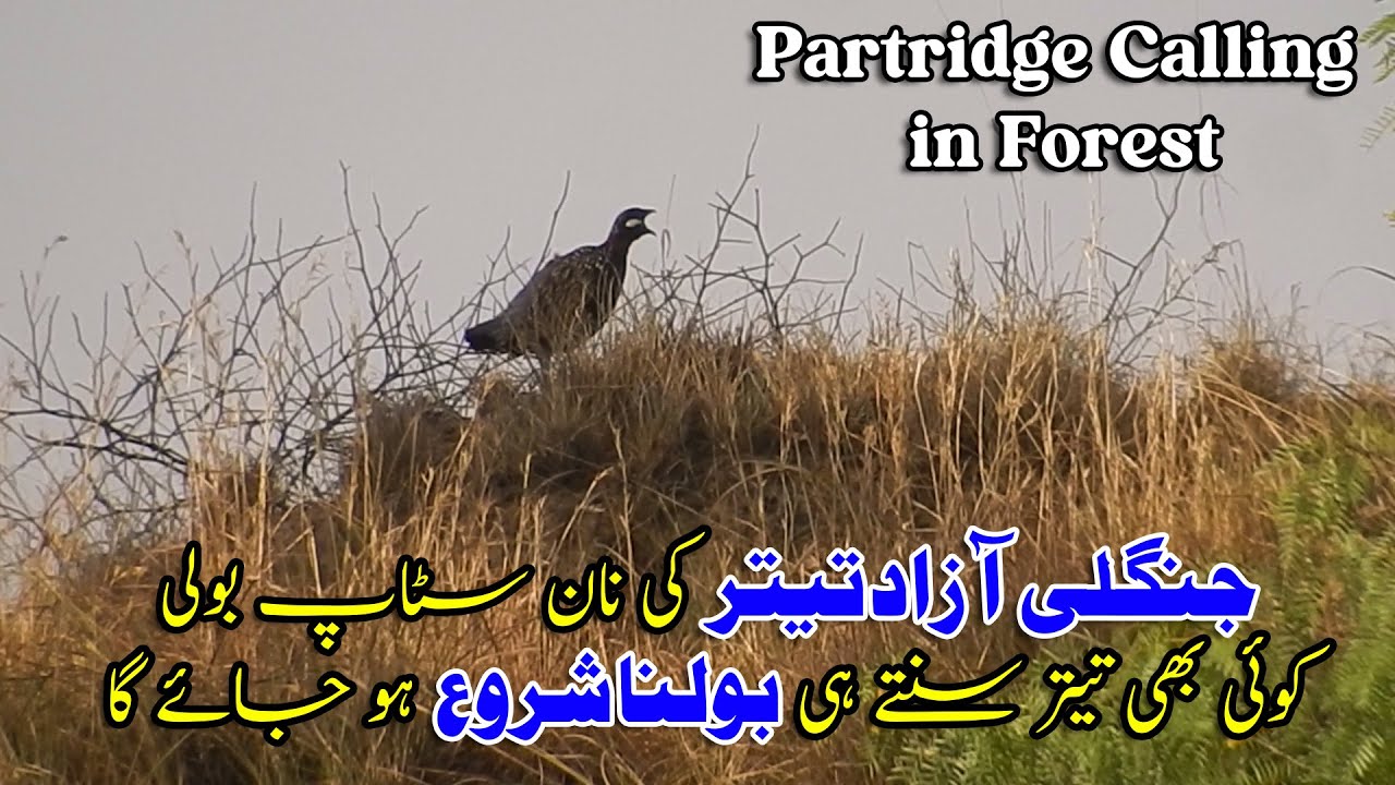 All Time Best Voice of Wild Black Partridge | Kalay Teetar ki Non Stop Voice