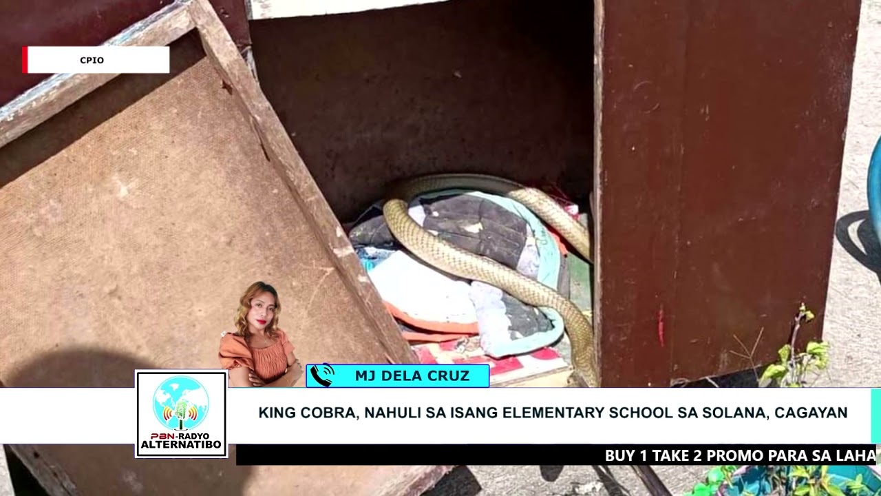 KING COBRA, NAHULI SA ISANG ELEMENTARY SCHOOL SA SOLANA, CAGAYAN