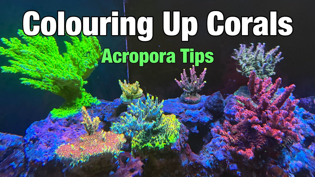 Окрашиваем кораллы – советы Acropora для получения более ярких цветов