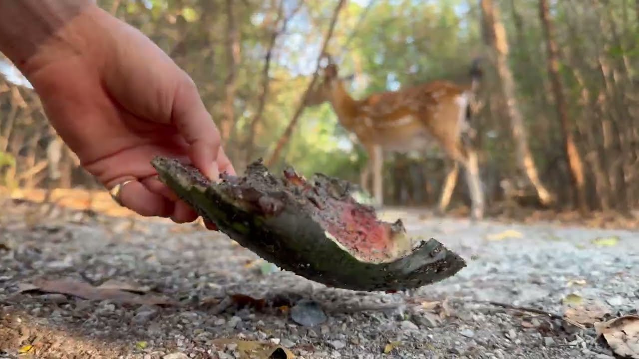 Прекрасный момент, когда Аполлон ест арбуз.