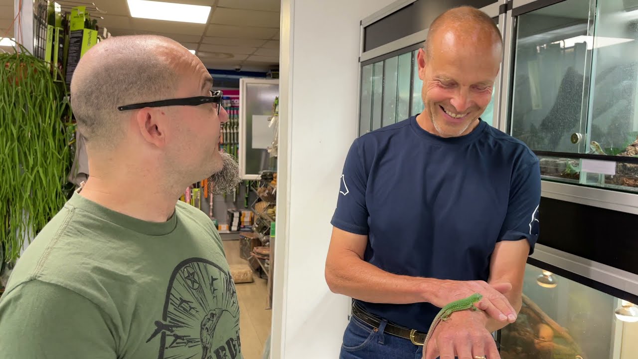 Philippe et Nicolas vous présentent un lézard peu courant en terrarium, le lézard ocellé Timon pater