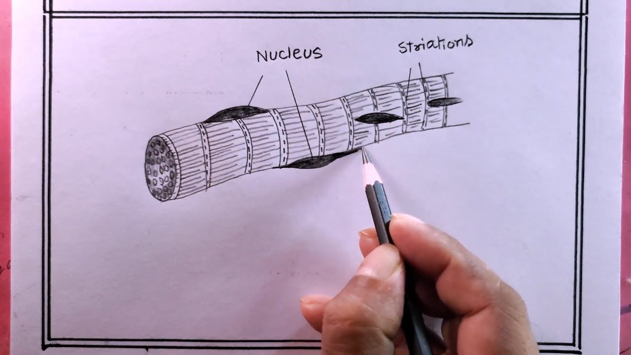 drawing striated muscles/draw striated muscles diagram