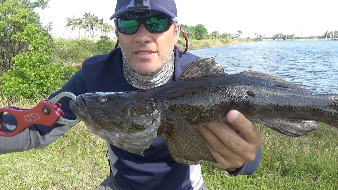 Super Rare South Florida Fish Bigmouth Sleeper Catch With Lures