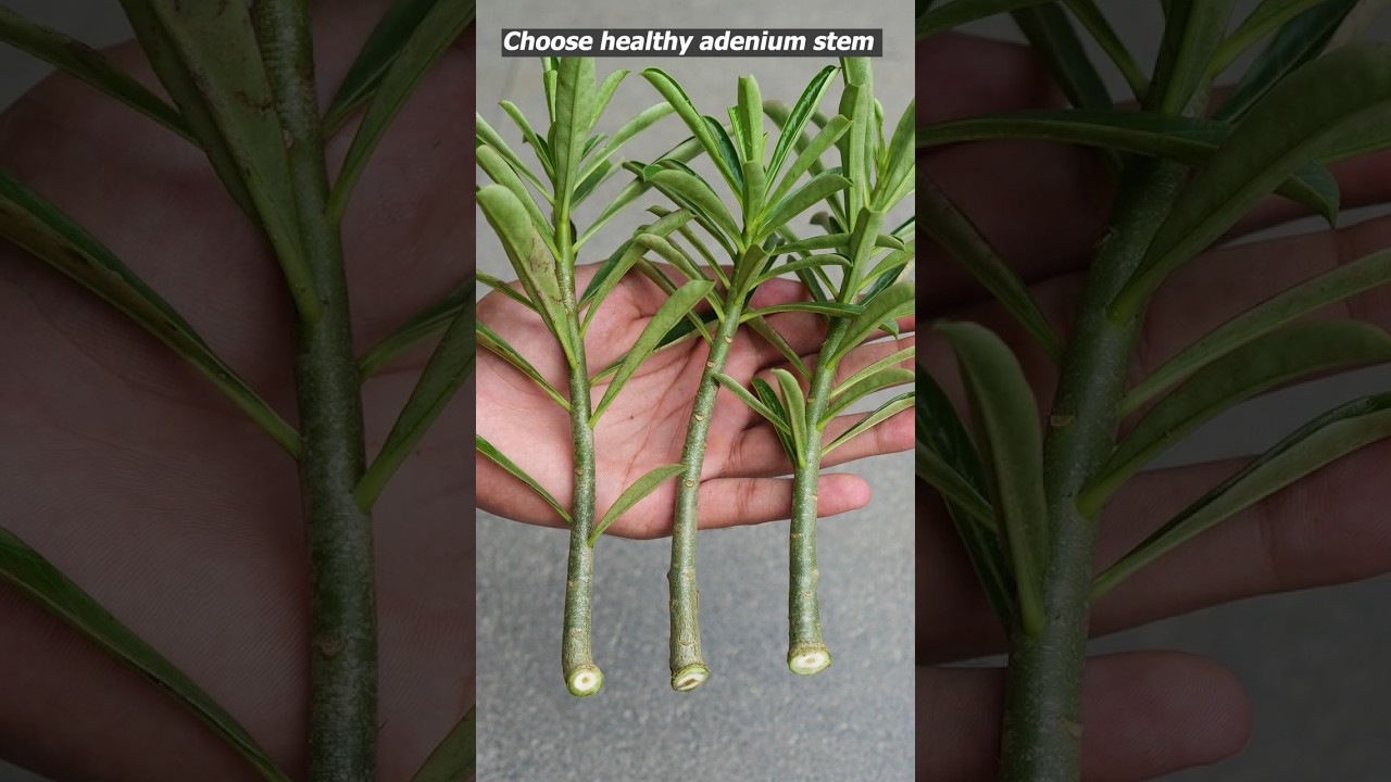 How to grow adenium from cuttings | easy way to grow desert rose #adenium #gardening