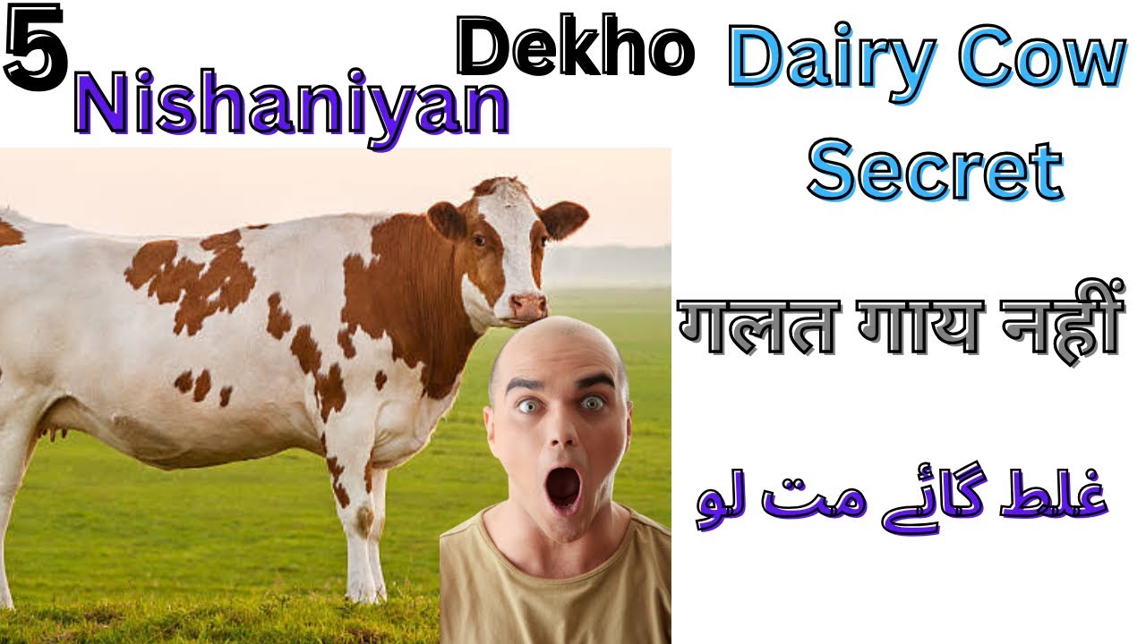How to identify good milking cow | Dairy Farming Tip| अच्छी दूध देने वाली गाय | غلط گائے نہیں خریدیں