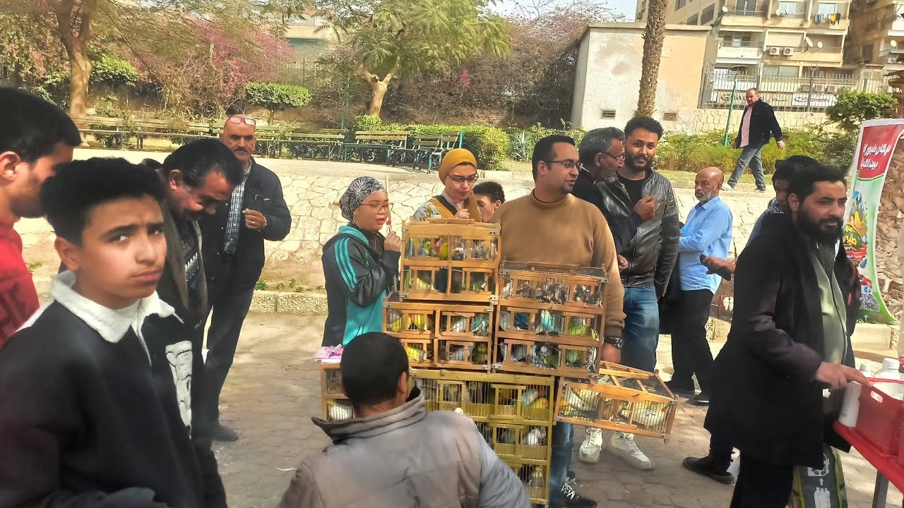 ليه مصورتش لايفات كتير امبارح من المهرجان⁉️ وتقرير المهرجان⚘️ايه اللي حصل امس في مهرجان طيور الزينة💚