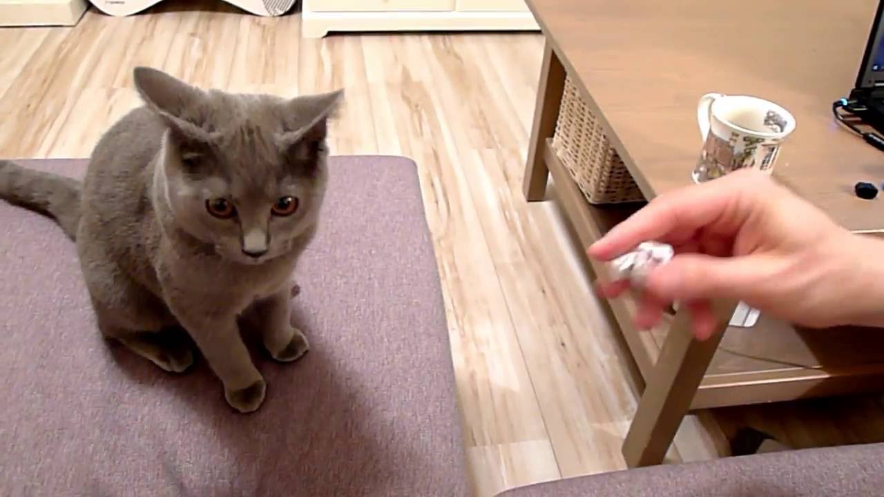 BALBINA, kot kartuski 4 m-ce (chartreux cat) - 2. APORTUJĄCY KOT.