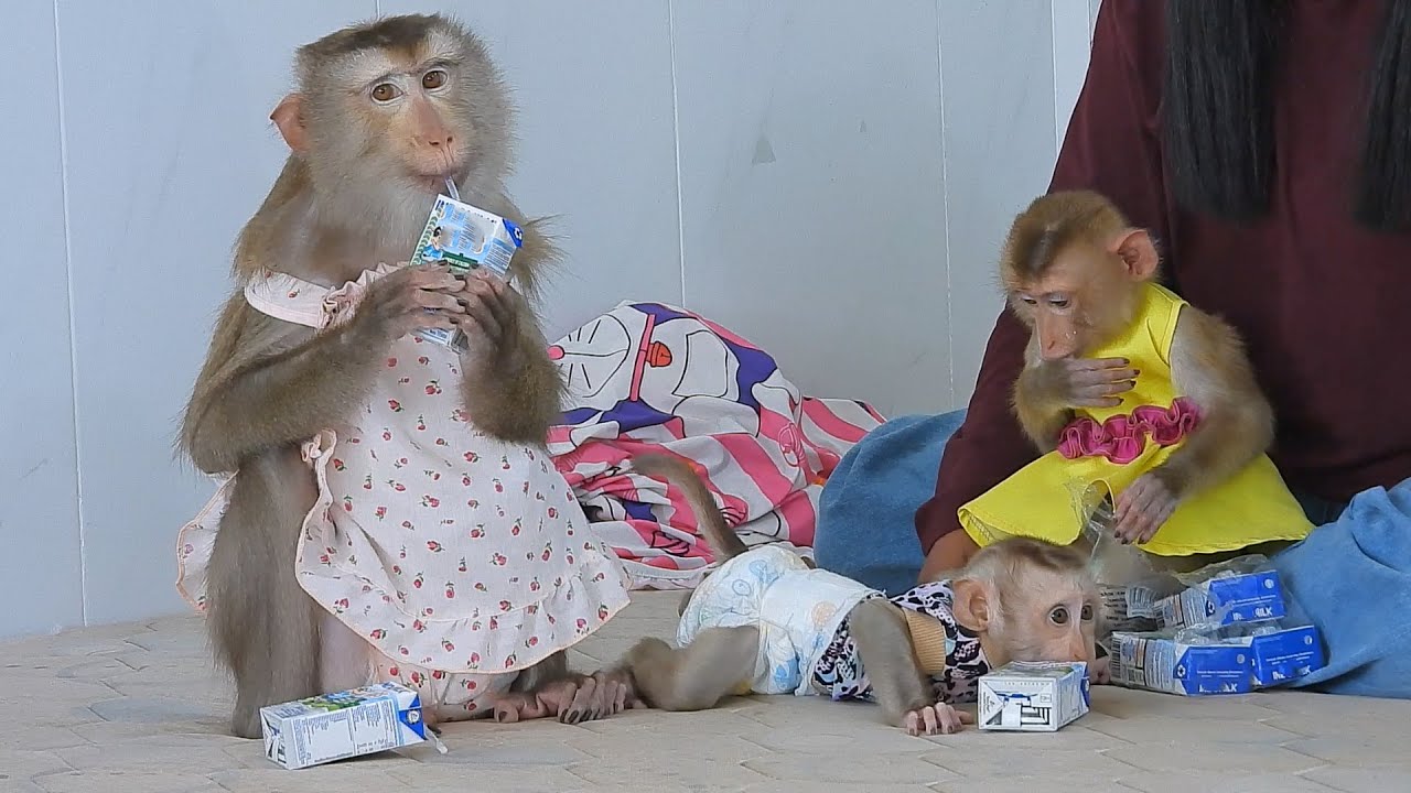Adorable Luka's Family Enjoying Milk Routine