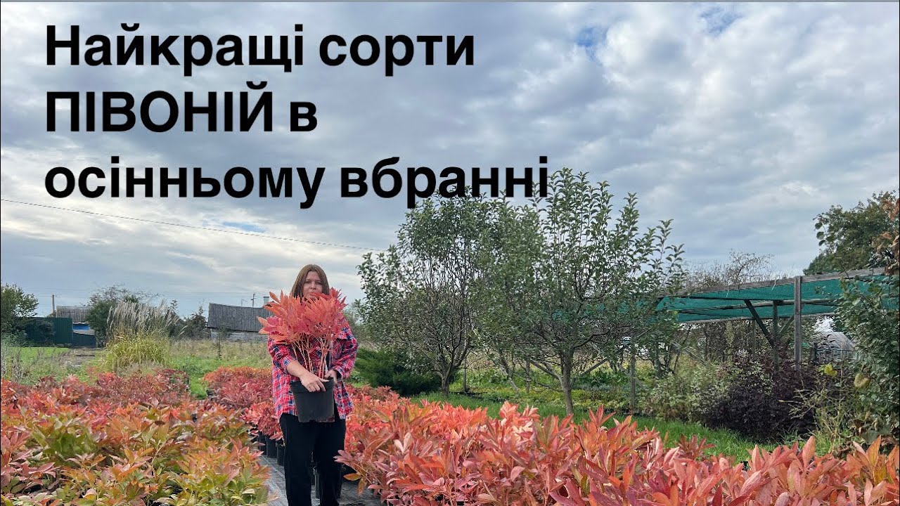 Такої краси від півоній восени ви точно не очікували 😍