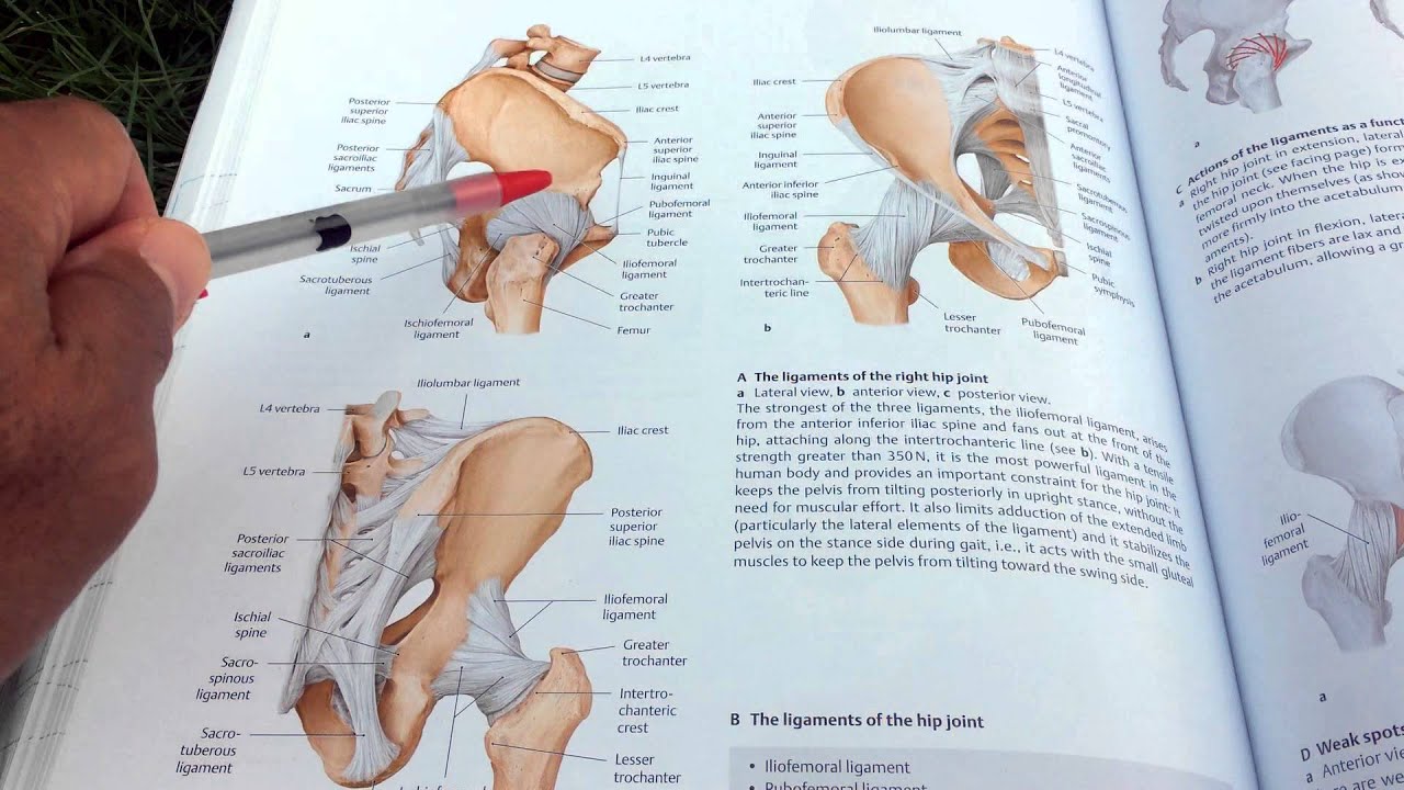 Understand Hip Anatomy For Hip Flexibility