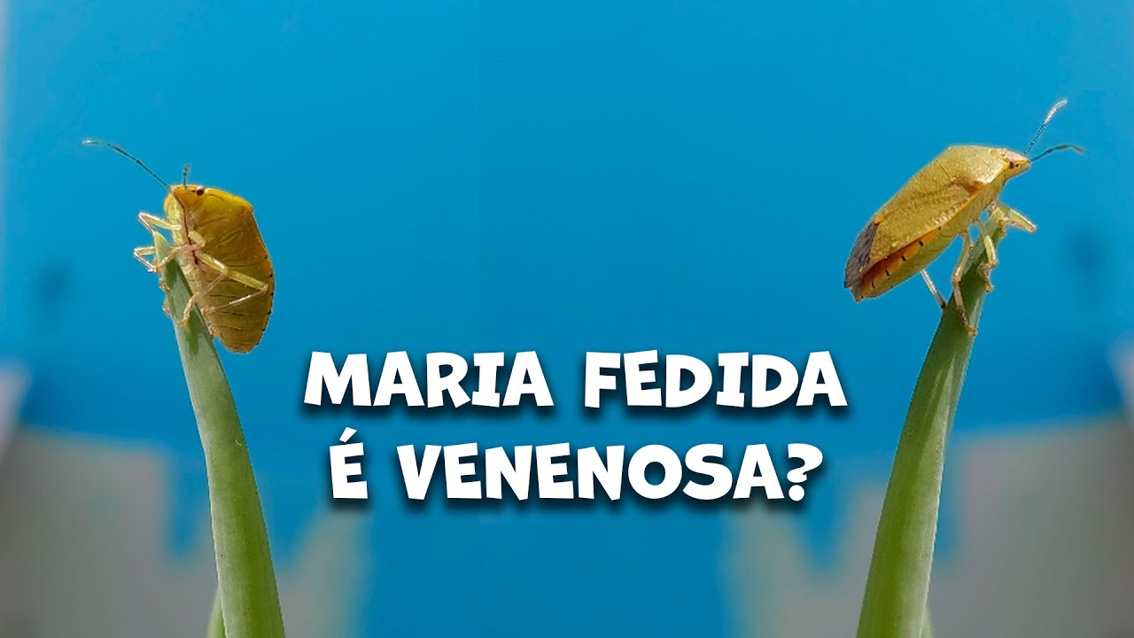 A MARIA FEDIDA &Eacute; PREJUDICIAL &Agrave; NOSSA SA&Uacute;DE E DAS PLANTAS?