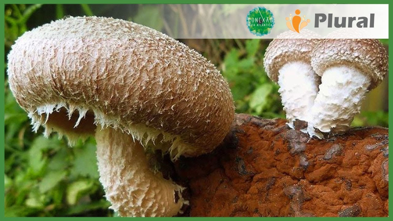 Fungicultura: Cultivo de Cogumelos em Blocos | SUBPROJETO CONEXÃO BANANAL | CONEXÃO MATA ATLÂNTICA
