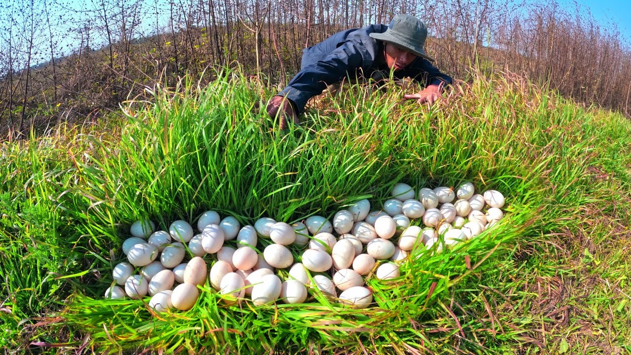Top full video, A Farmer pick a lot of duck eggs in rice the field pick by hand skills