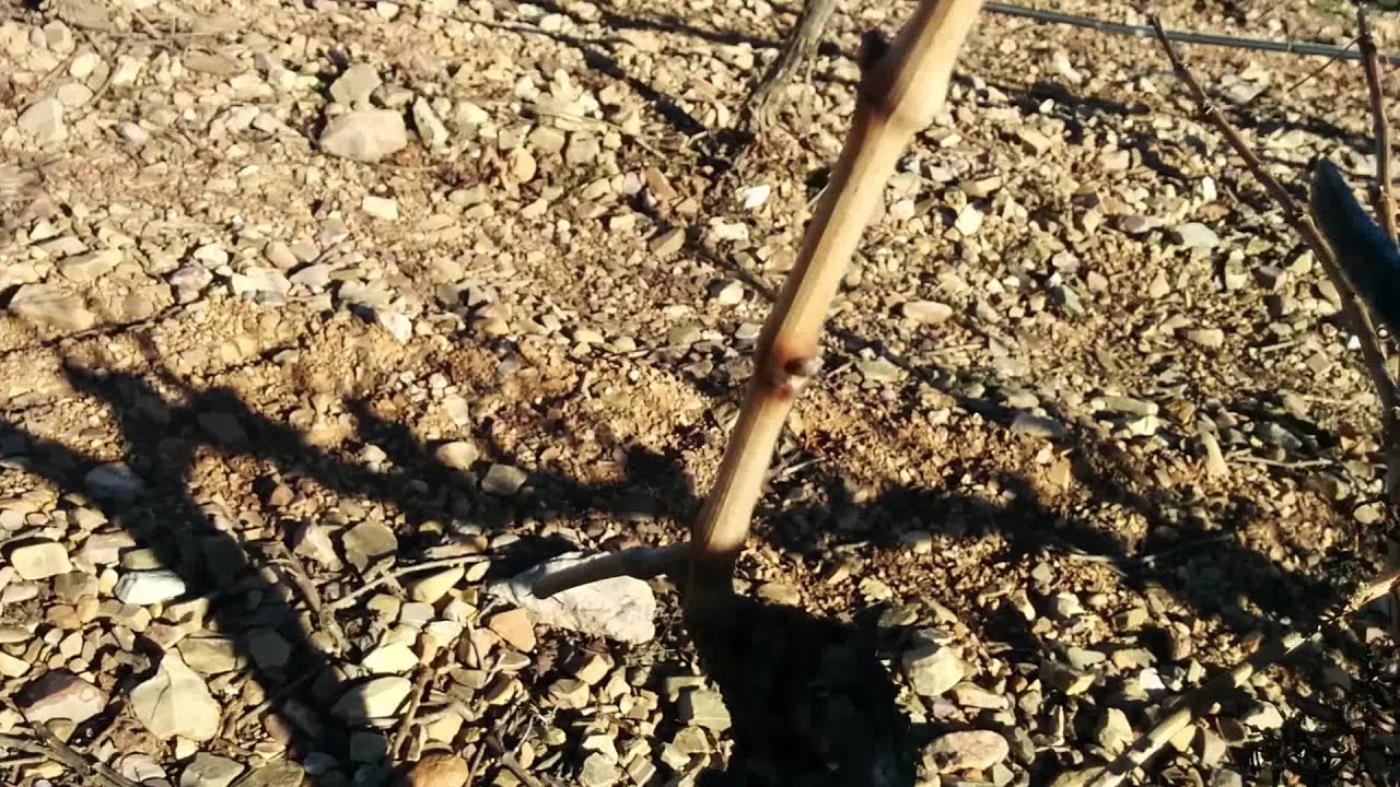 Poda viña en espaldera