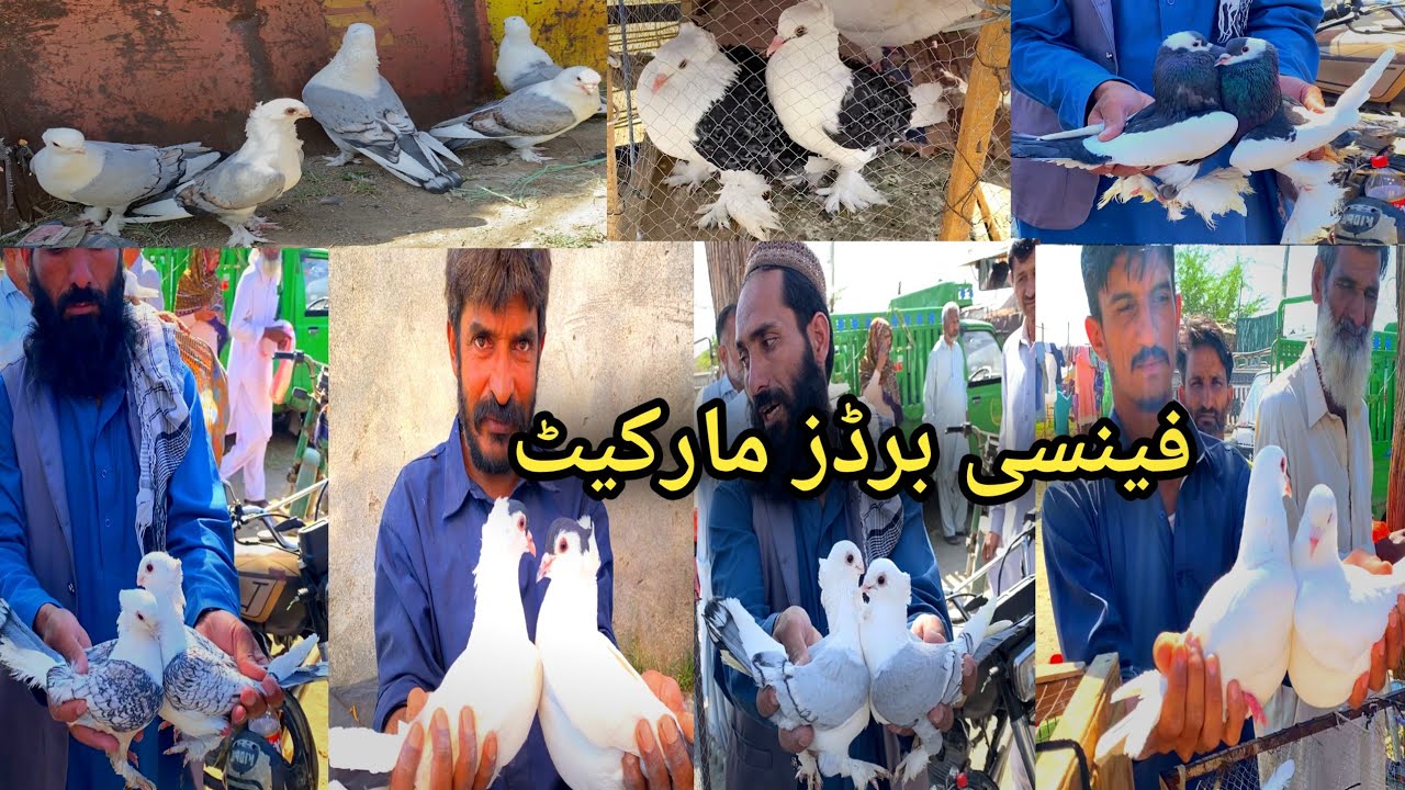 Fancy Kabootar Market Kallar Syedan | Latest Update Fancy Pigeon Market Price Today 29/4/2025