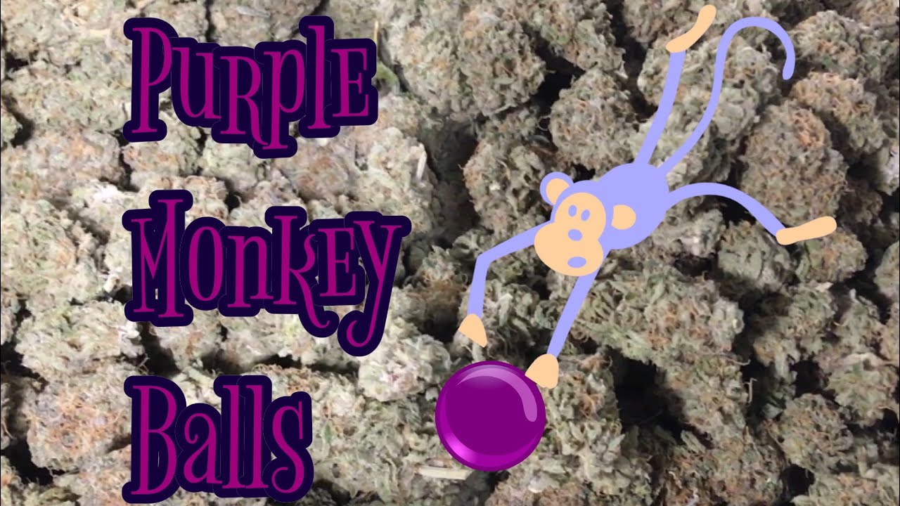 Purple Monkey Balls