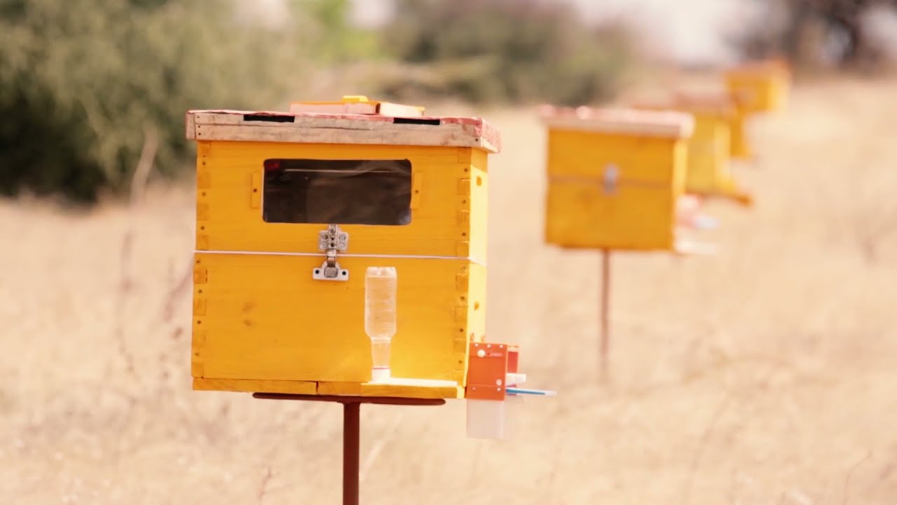 COMMERCIAL BEEHIVES IN TANZANIA ( SINGIDA TECHNO-HIVE)