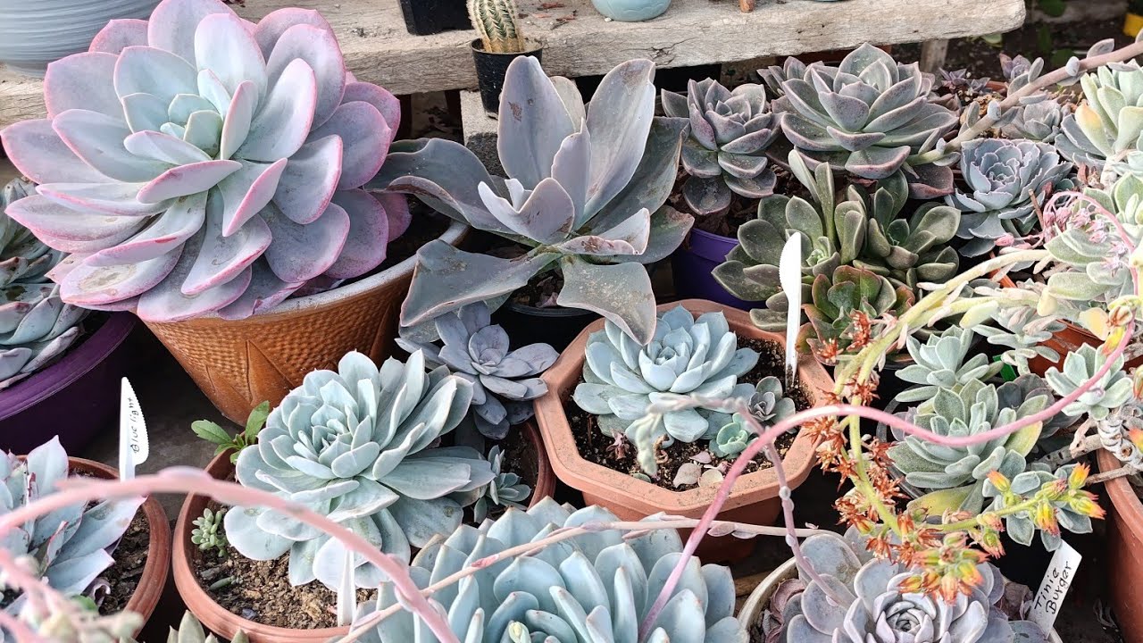 ¿CUÁLES SON LAS NOVEDADES EN SUCULENTAS? 🤔😱😍 VISITAMOS EL VIVERO SECRET GARDEN LOS ABUELOS