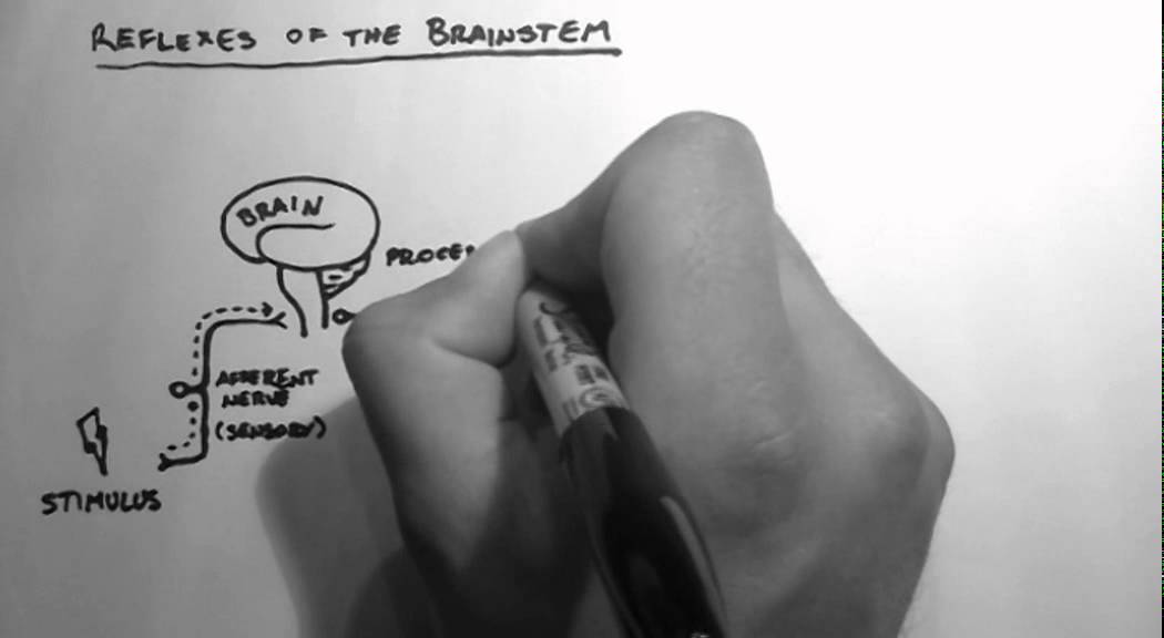 Reflexes 1 - Reflexes of the Brainstem