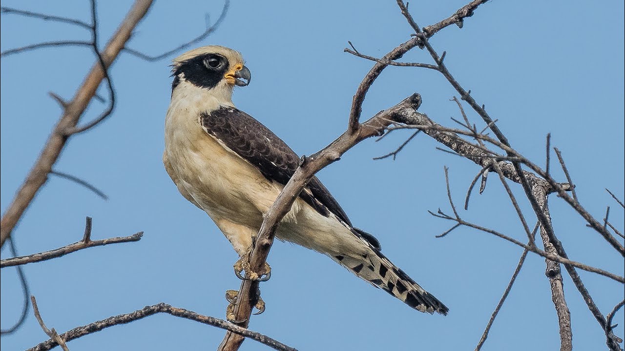Birding Brazil 2023 09/14 Pantanal: Pousada Rio Claro (1)