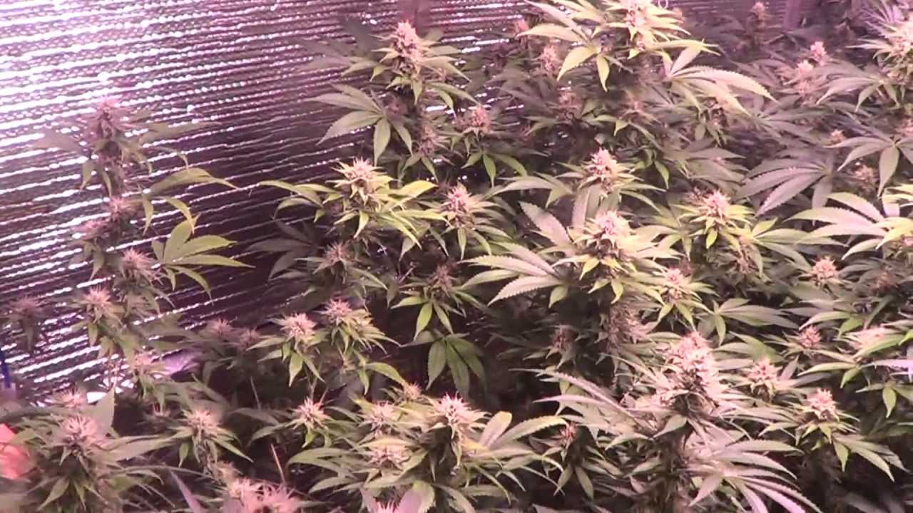 Selective pollination of cannabis, a pollen chucking experience - How I dusted my ladies.