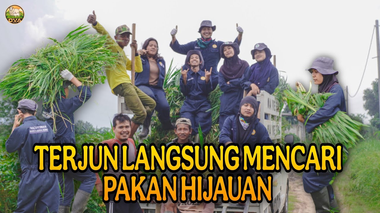 TERJUN LANGSUNG KELAPANGAN CARI HIJAUAN UNTUK PAKAN DOMBA
