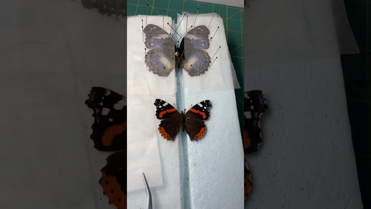 Unpinning the Red Admiral Butterfly  