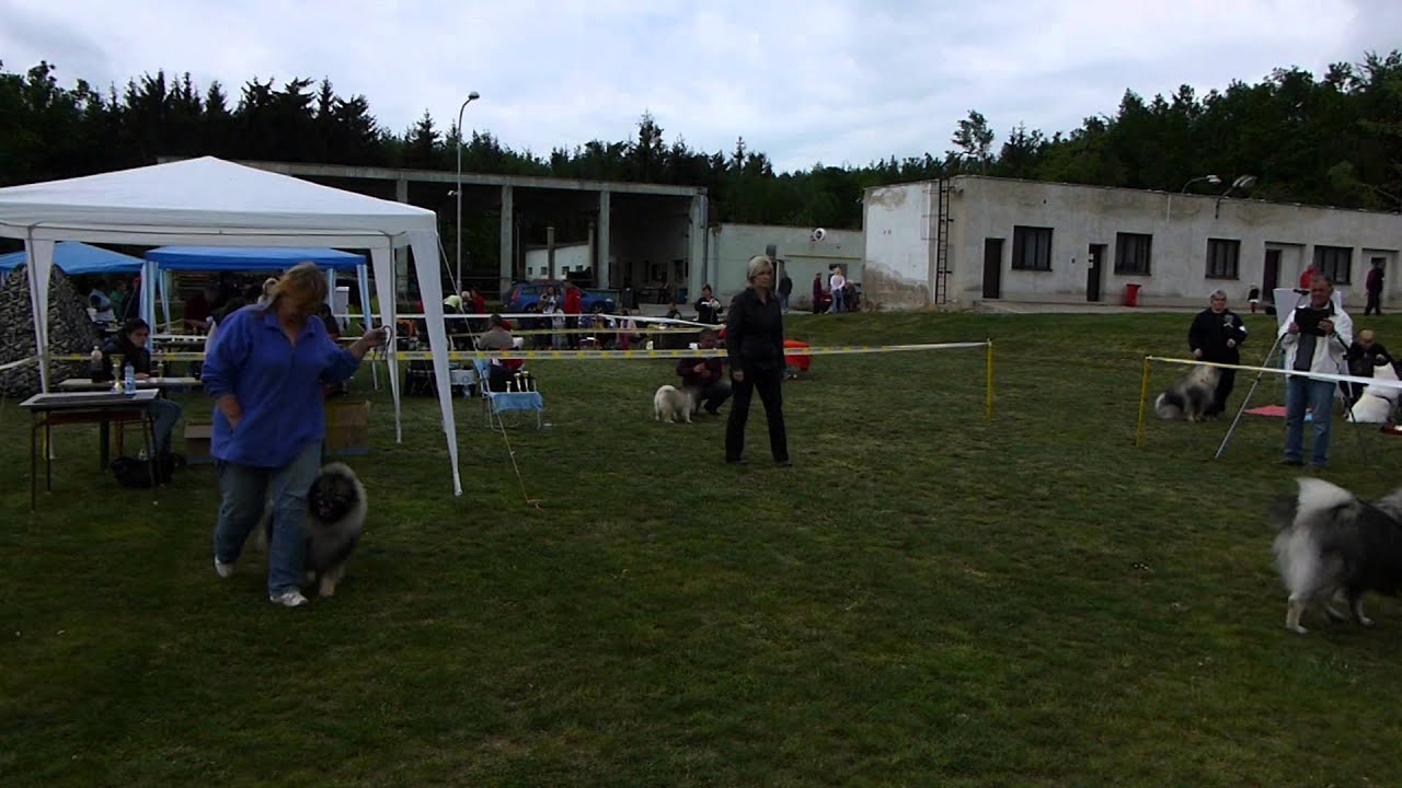 Klubová výstava špiců 17.5. 2015