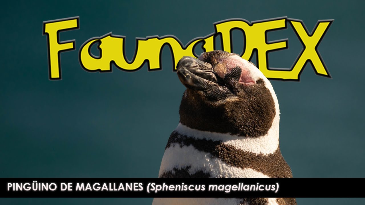 PING&Uuml;INO DE MAGALLANES emblema de la Patagonia Argentina - FAUNADEX #6