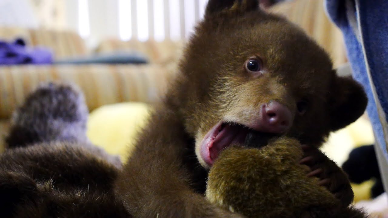 Orphaned Bear Cub 