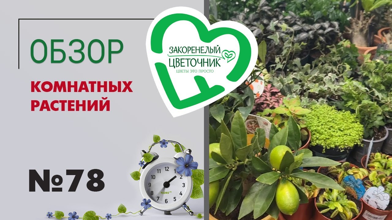 #78 Обзор поставки комнатных растений | Цитрусы, фикусы, тилландсии, традесканции, шеффлеры