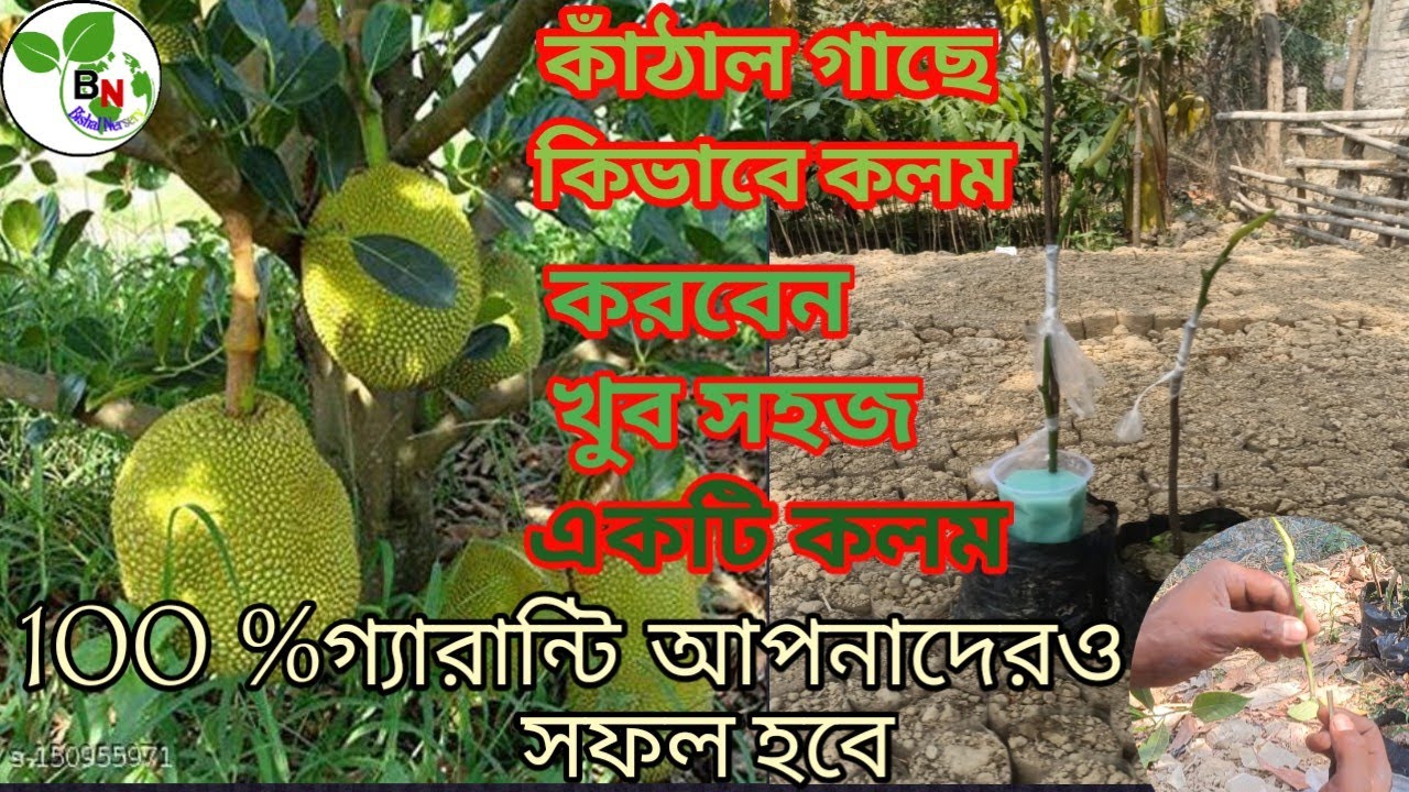 এখন কাঁঠাল গাছে কলম করা খুব সহজ | ১০০% সফল পদ্ধতি দেখুন #FruitTreeGrafting