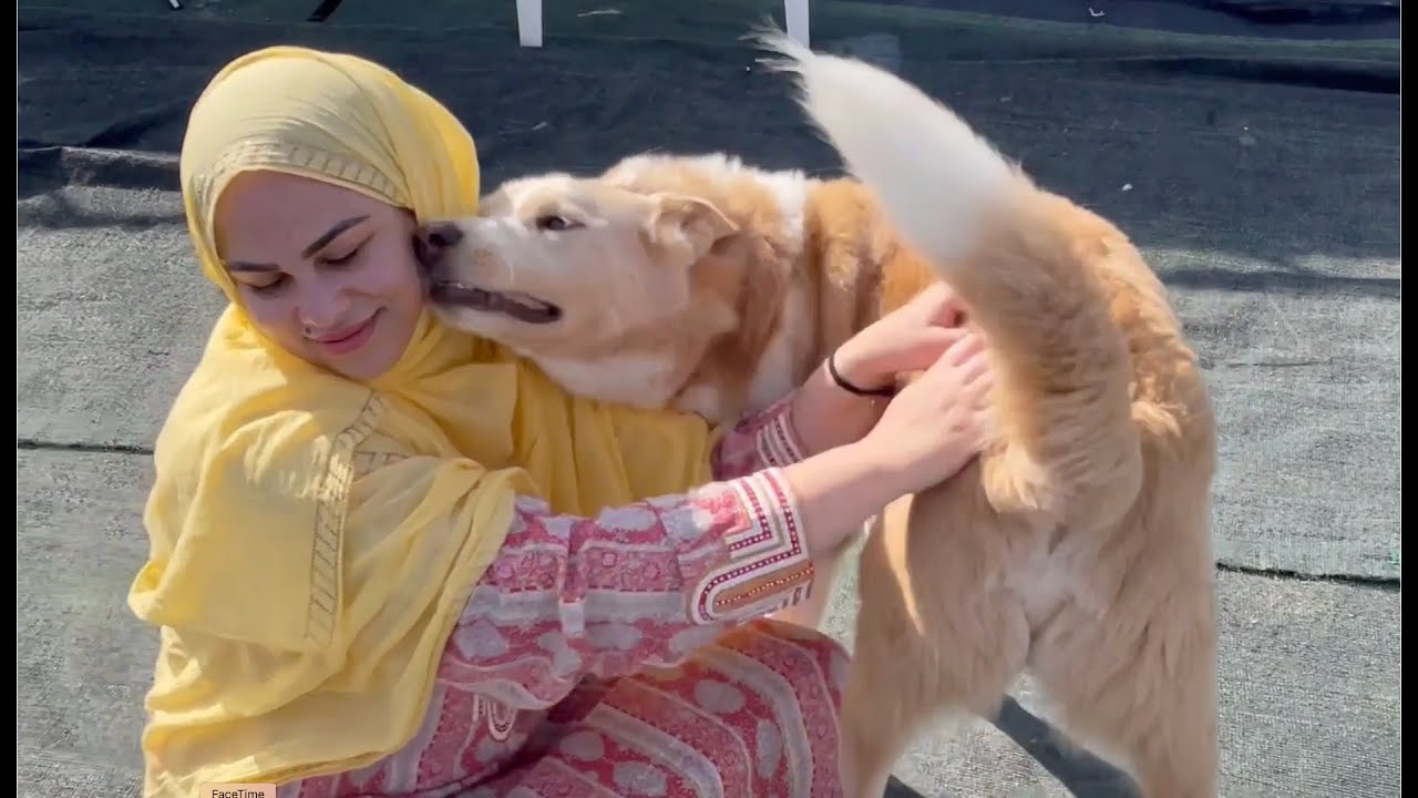 Animal Rescue | Short Documentary Film | UnSquare Films