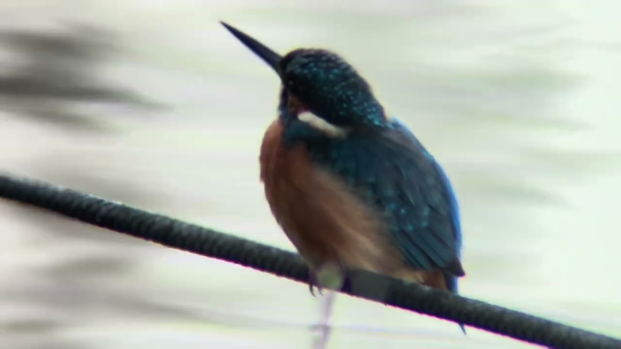 善福寺公園　カワセミ