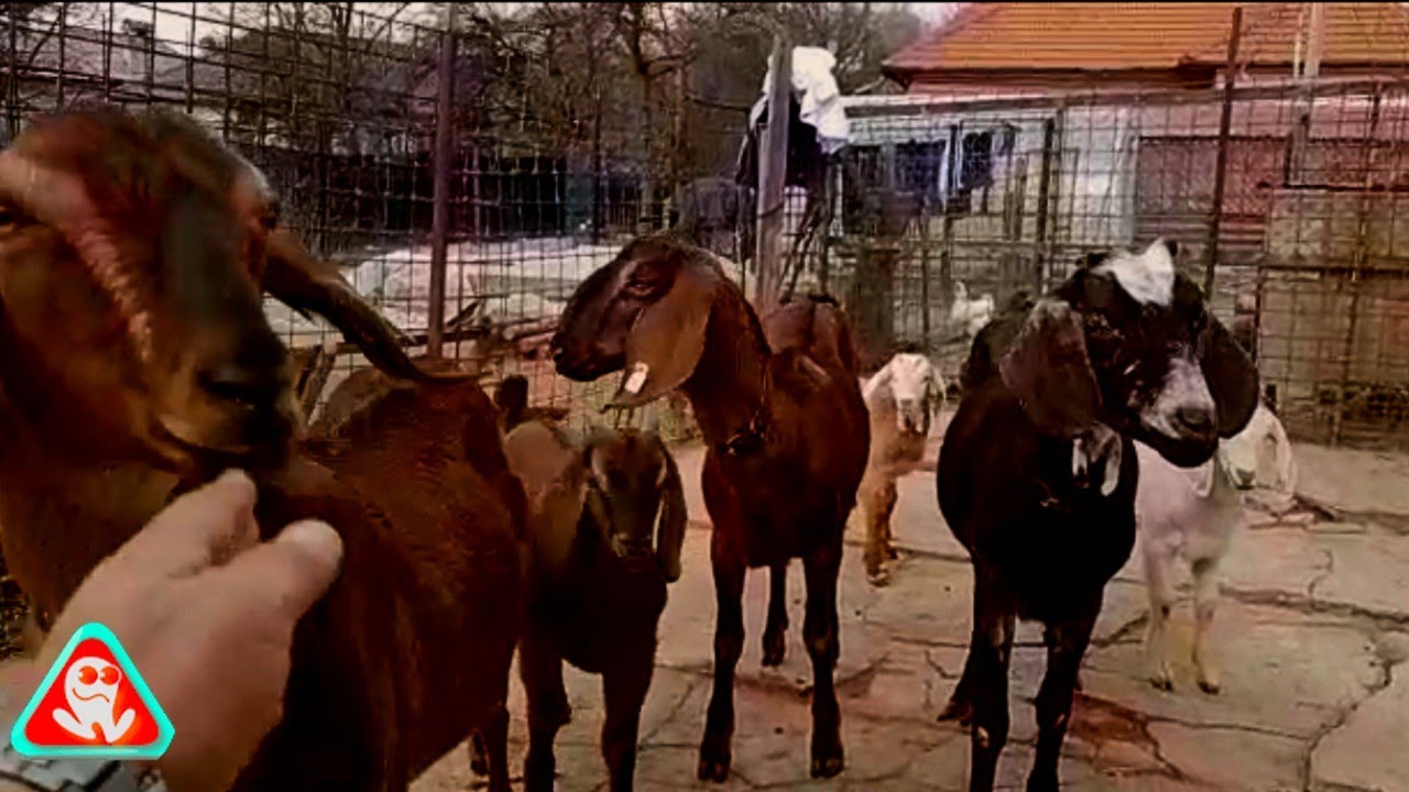 Capre noi în gospodărie .....